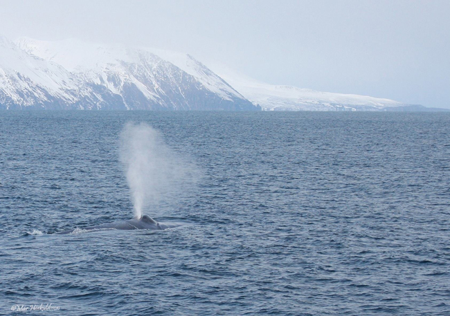1. April 2013 Blue whale